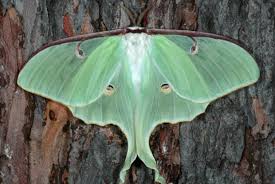 Attēlu rezultāti vaicājumam “Saturniidae”