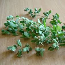 Attēlu rezultāti vaicājumam “Origanum vulgare bud”