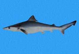 Image result for Carcharhinus acronotus