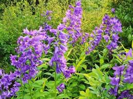 Attēlu rezultāti vaicājumam “Campanula latifolia flower”