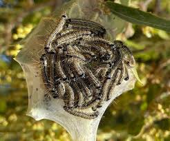 Attēlu rezultāti vaicājumam “Malacosoma neustria larva”