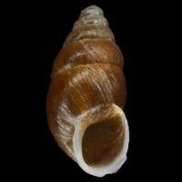 Attēlu rezultāti vaicājumam “Ena obscura”