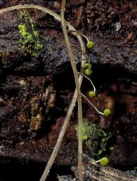 Attēlu rezultāti vaicājumam “Physarum viride var. incanum stalked”