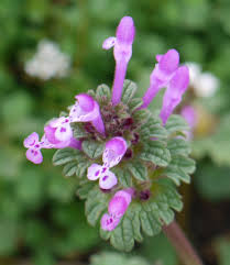 Attēlu rezultāti vaicājumam “Lamium amplexicaule flower”