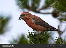 Attēlu rezultāti vaicājumam “Loxia pytyopsittacus”