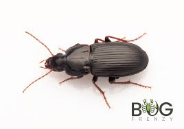 Attēlu rezultāti vaicājumam “Carabidae”