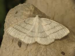 Attēlu rezultāti vaicājumam “Cabera pusaria”