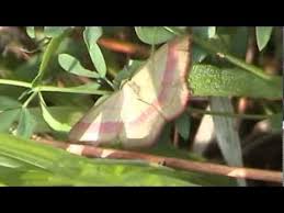 Attēlu rezultāti vaicājumam “Rhodostrophia vibicaria”