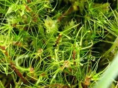 Attēlu rezultāti vaicājumam “Dicranodontium denudatum”