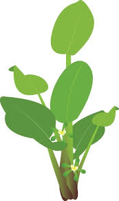 Attēlu rezultāti vaicājumam “Alismataceae”