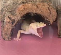 Image result for gravidity leopard gecko