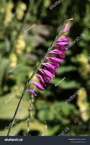 Attēlu rezultāti vaicājumam “Gladiolus imbricatus fruit”