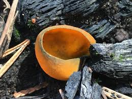 Attēlu rezultāti vaicājumam “Caloscypha fulgens”