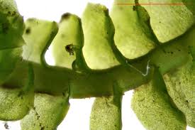 Attēlu rezultāti vaicājumam “Trilophozia quinquedentata”