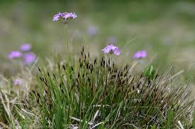 Attēlu rezultāti vaicājumam “Schoenus ferrugineus flower”
