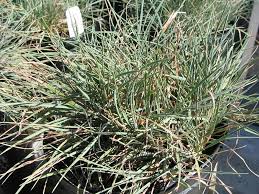 Attēlu rezultāti vaicājumam “Koeleria glauca”