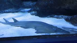 Image result for Glaucostegus cemiculus