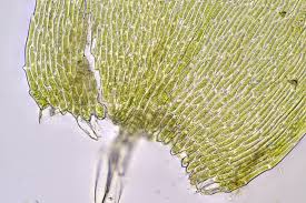 Attēlu rezultāti vaicājumam “Herzogiella seligeri sporophyte”