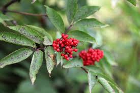 Attēlu rezultāti vaicājumam “Sambucus racemosa fruit”