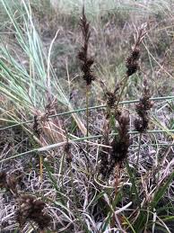 Attēlu rezultāti vaicājumam “Carex arenaria  flower”