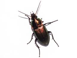 Attēlu rezultāti vaicājumam “Poecilus versicolor”