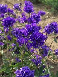 Image result for Campanula strigosa