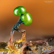 Attēlu rezultāti vaicājumam “Cribraria violacea macro”