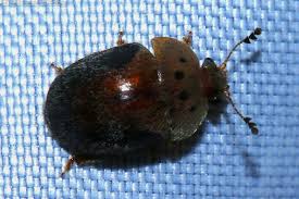 Attēlu rezultāti vaicājumam “Cychramus variegatus”