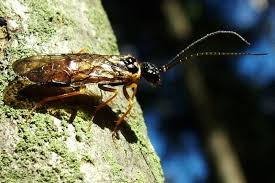 Attēlu rezultāti vaicājumam “Pamphiliidae”