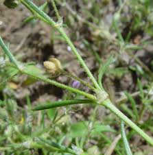 Attēlu rezultāti vaicājumam “Spergularia rubra flower”