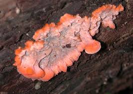 Attēlu rezultāti vaicājumam “Phlebia serialis”