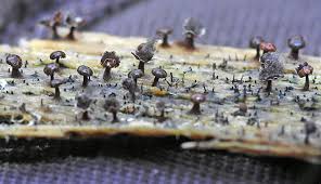 Attēlu rezultāti vaicājumam “Diderma radiatum spores”