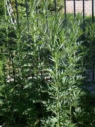 Image result for Artemisia vulgaris