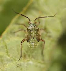 Attēlu rezultāti vaicājumam “Lygus nymph nymph”