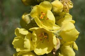 Attēlu rezultāti vaicājumam “Verbascum densiflorum bud”