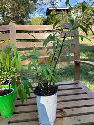 Attēlu rezultāti vaicājumam “Salix daphnoides leaf”