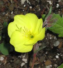 Image result for Oenothera odorata