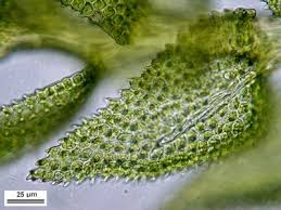 Attēlu rezultāti vaicājumam “Thuidium delicatulum”