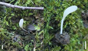 Attēlu rezultāti vaicājumam “Pistillaria sp.”