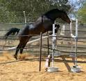 Frishgewaadt Warmblood Horse Stud Home