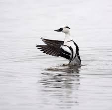 Attēlu rezultāti vaicājumam “Mergus albellus”