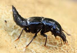 Attēlu rezultāti vaicājumam “Oxyporus”