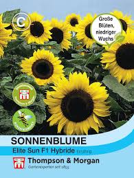 Image result for Sonnenblume