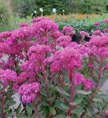 Attēlu rezultāti vaicājumam “Sedum pallidum flower”