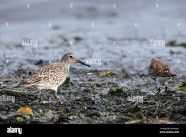 Image result for Calidris tenuirostris