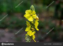 Image result for Verbascum densiflorum