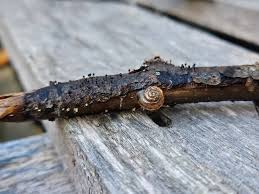 Attēlu rezultāti vaicājumam “Craterium minutum stalked”