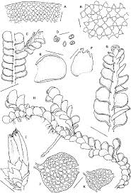 Attēlu rezultāti vaicājumam “Odontoschisma denudatum”