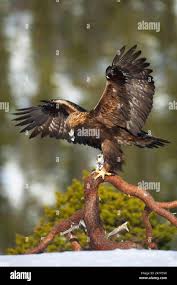 Attēlu rezultāti vaicājumam “Aquila chrysaetos adult”