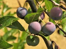 Attēlu rezultāti vaicājumam “Prunus domestica subsp. insitita fruit”